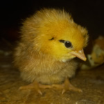 Photo prise le 0000-00-00